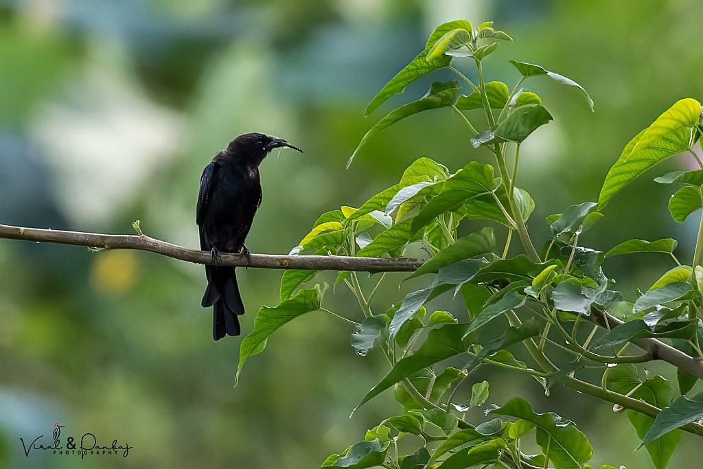 Black Drongo